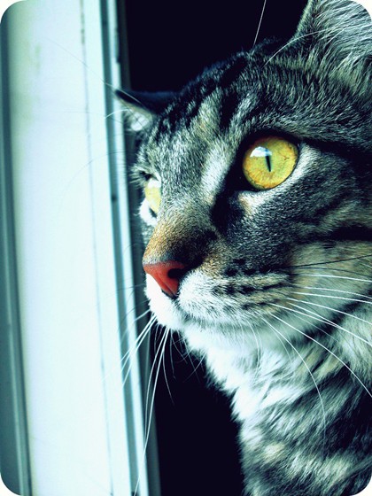 Photography: Animals
