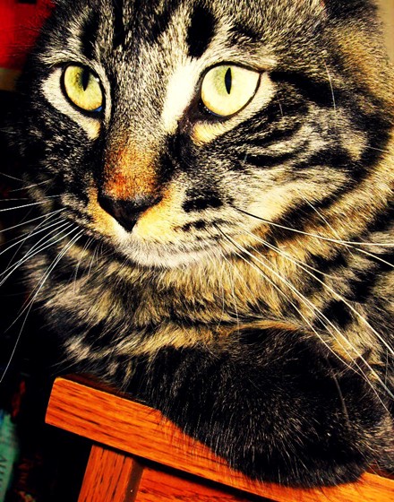 Photography: Animals