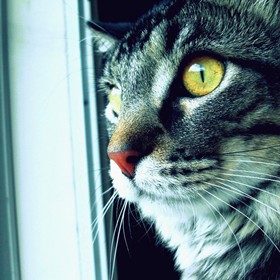 Photography: Animals